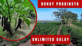 Kalamansi Farm| Unlimited Gulay sa bakuran | Aurora Isabela | 2022