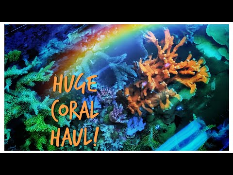 The Hunt for New Coral! First Coral in #Reefzilla - 180 gallon Custom Reef Tank Update November 2019