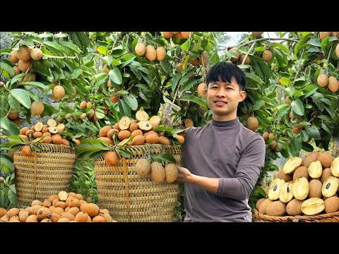 120 Days Harvest Sapodilla, Thai Jackfruit, Big Bananas in forest Go To Market Sell - Thanh Trieu TV