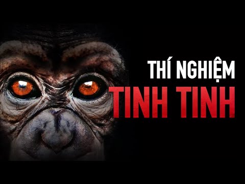 Kết Quả Không Ngờ Tới Khi Tinh Tinh Được Nuôi Nấng Như Con Người...