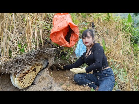 Discovering a honey bee nest nesting underground and how I moved the hive to my farm