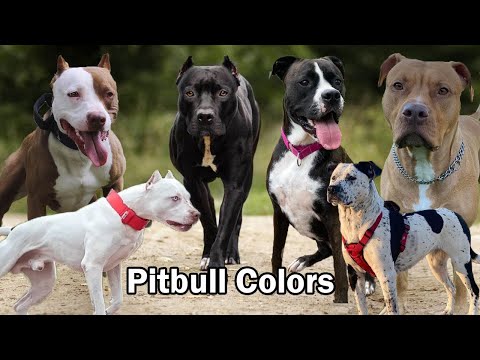 10 Different types of Pitbull Colors And Patterns