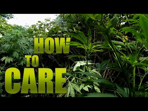 How to maintain a Guerilla Grow