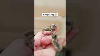 These are massivel! & 🤯🤯  #iyp#fy page #viral #iypシviral #fy #animals#cute #wow #bigHide