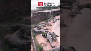 ワニの群れから逃げるニワトリ