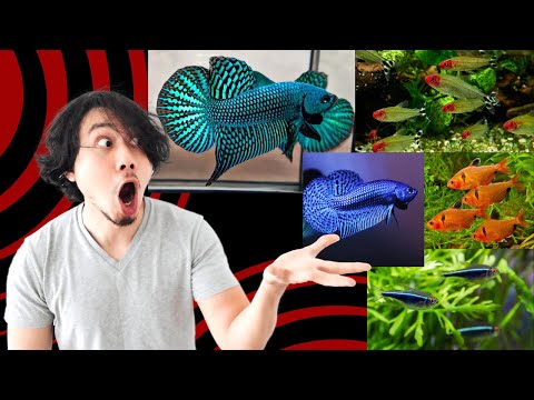 Community Aquarium Vibes 🌊 | Betta, Rummy Nose Tetra, Serpae Tetra & Black Neon Tetra #fypシ゚viral