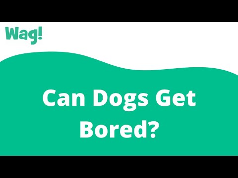 Can Dogs Get Bored? | Wag!