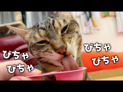 おやつの食べ方が汚くて口周りが終わる猫