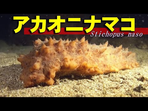 [ Red ogre sea cucumber ] Edible sea red ogre / Stichopus naso