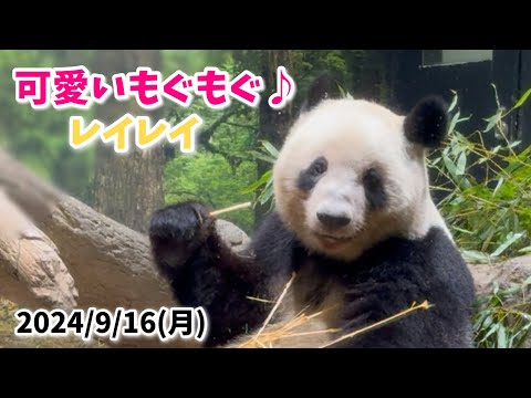 【可愛いもぐもぐ♪レイちゃん🐼】〜2024/9/16(月)上野動物園〜