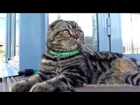 Girl - Hunter and Boy - Lover | Funny Cats video