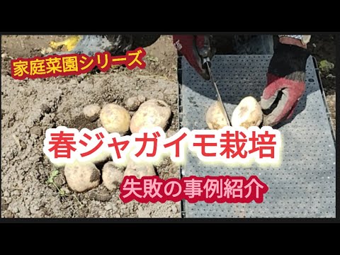 【春ジャガイモ】追肥した結果過剰肥料となり、出来た芋がこれです。反省。【家庭菜園シリーズ】