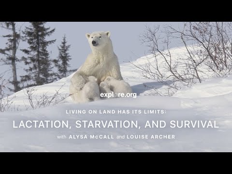 Living on Land Has Its Limits: Lactation, Starvation, and Survival | Tundra Connections