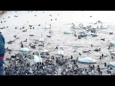 田尻池白鳥　お食事タイム　2018 2 19