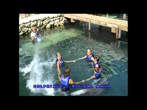 Swimming with Dolphins in Mexico