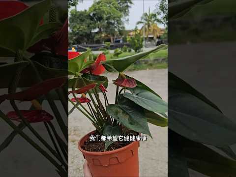 新买回家的植物该怎么处理？关键的一步你做对了吗？