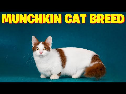 Munchkin Cat Breed-All You Need to Know