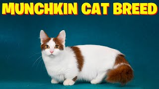 Munchkin Cat Breed-All You Need to Know