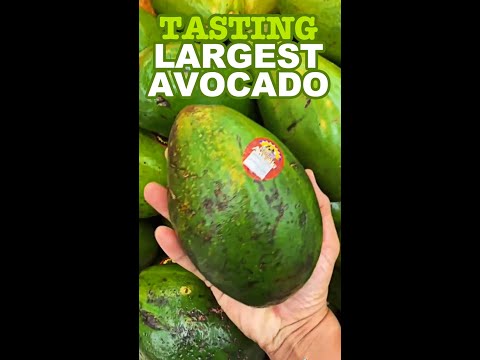 Tasting LARGEST AVOCADO I've Ever Seen!  Florida Avocado