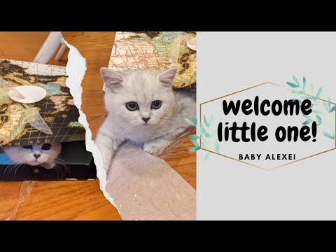 Meet My New Scottish Straight Kitten! + What I got for Christmas // Chatty // Life Update