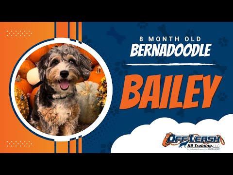 BAILEY | 8 MONTHS OLD | BERNADOODLE | ON LEASH | BEST DOG TRAINERS | E- COLLAR RESULTS | NORTHERN VA