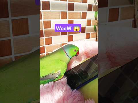 Woow 😱 Parrots have amazing speaking skills!#foryou #trending #shorts #viralvideo #youtubeshorts