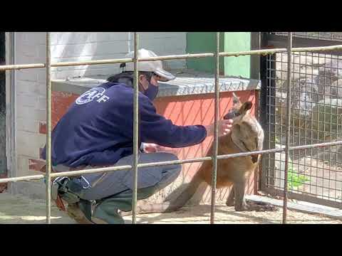 入場無料【野毛山動物園】ワラビーのもぐもぐタイム 飼育員さん「タッチ」に挑戦！