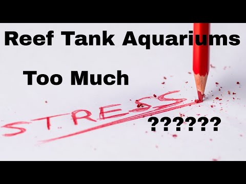 Reef Tank Aquariums ( Are They Relaxing) or ( Do They Cause More Stress )