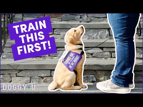 Service Dog Training: What You Should Train First! (unexpected!)