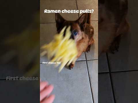 Ramen cheese pulls?? #cheesynoodles #cheesyramen #ramen #spicy #spicyramennoodles #asmr #asmrnoises