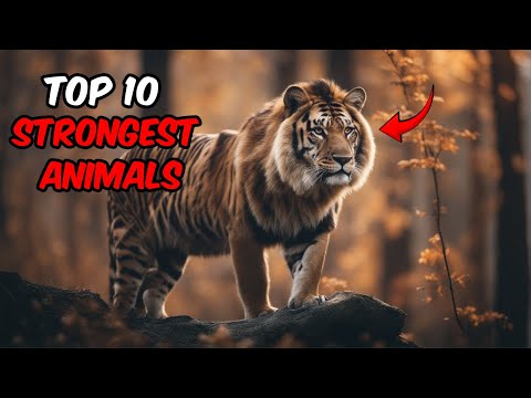 Unleashing the Power: Top 10 Strongest Animals