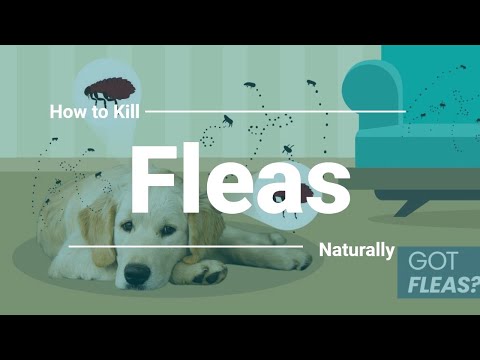 🌿 Natural Flea Control: How to Kill Fleas Without Harmful Chemicals!