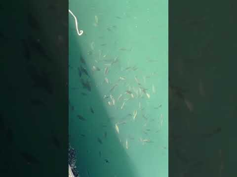 ショート動画【糸島】サビキで無限に釣れる！アジ  バリ　フグ　グレ　乱舞　#Shorts