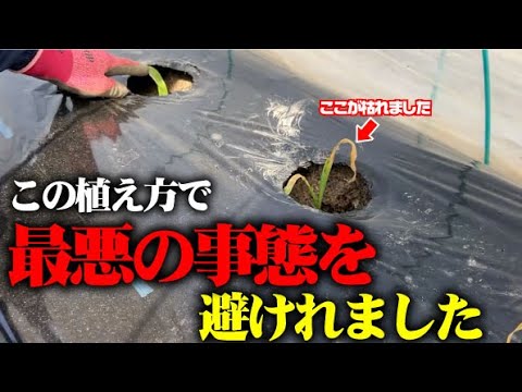 【寒波で枯れるところでした】深穴に定植したトウモロコシが・・【トウモロコシ】