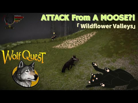 The BATTLE With a Moose for a DEN! | • WILDFLOWER VALLEYS • #17 • |