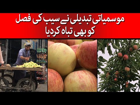 Climate Change Has Devastated The Apple Crop in Balochistan | Taarmedia | @TaarMedia