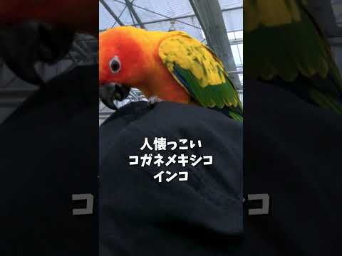 【静岡観光】人懐っこいコガネメキシコインコ【続きは本編から】 #shorts