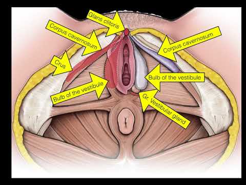 02.Female Repro System. Perineum