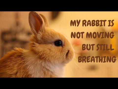 My Rabbit Is Not Moving But Still Breathing