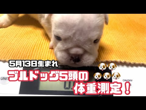 【ブルドッグ】　もうすぐで離乳！🐶🍚　先日生まれたブルちゃんの体重測定お見せします！🩷