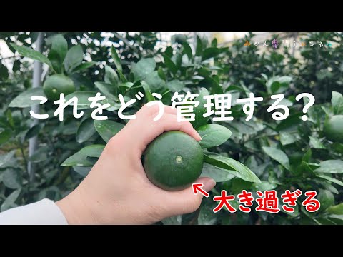 みかんの花が生理落果で落ちてしまった園地の栽培記録【満開後85日】