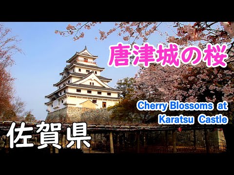 Cherry Blossoms at Karatsu Castle with Relaxing Music ( Saga Pref. ) / Spectacular Views of Japan