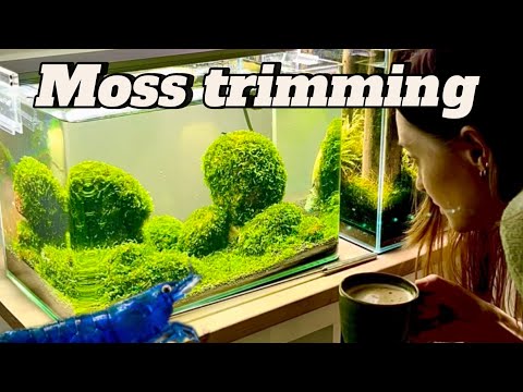 Moss trimming session