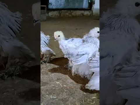 Beautiful Brahma Chicks| #fjfarms #brahma #brahmachicken #farmlife #shorts #viral #hatching #chicks