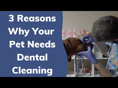 3 Reasons Why Your Pet Needs Dental Cleaning | Wag!