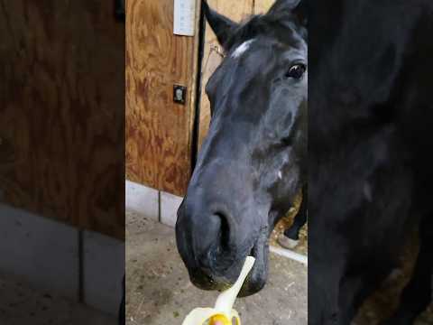 えっ、皮ごと！？🍌🐎 #馬 #動物 #引退競走馬 #サラブレッド #horse