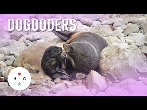 Giving Seals & Sea Lions a Second Chance at Life | DoGooders | HelloGiggles