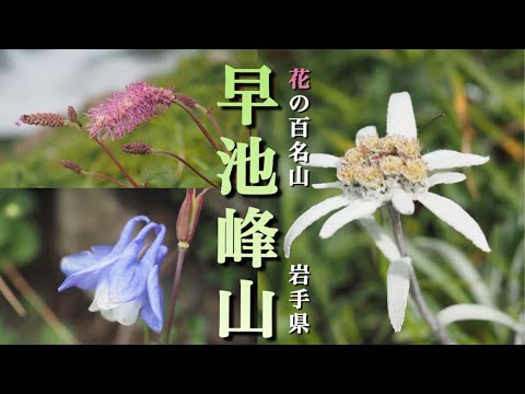 【花の百名山】 7月 早池峰山/岩手県　蛇紋岩地帯の植生　早池峰山特産種の花々が迎えてくれました