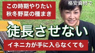 【家庭菜園】徒長させない真夏の種まき　イネニカは手に入らなくても格安肥料で徒長を防げ😊