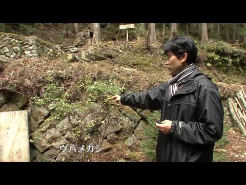 和歌山研究林紹介 北海道大学 北方生物圏フィールド科学センター 森林圏ステーション　2013